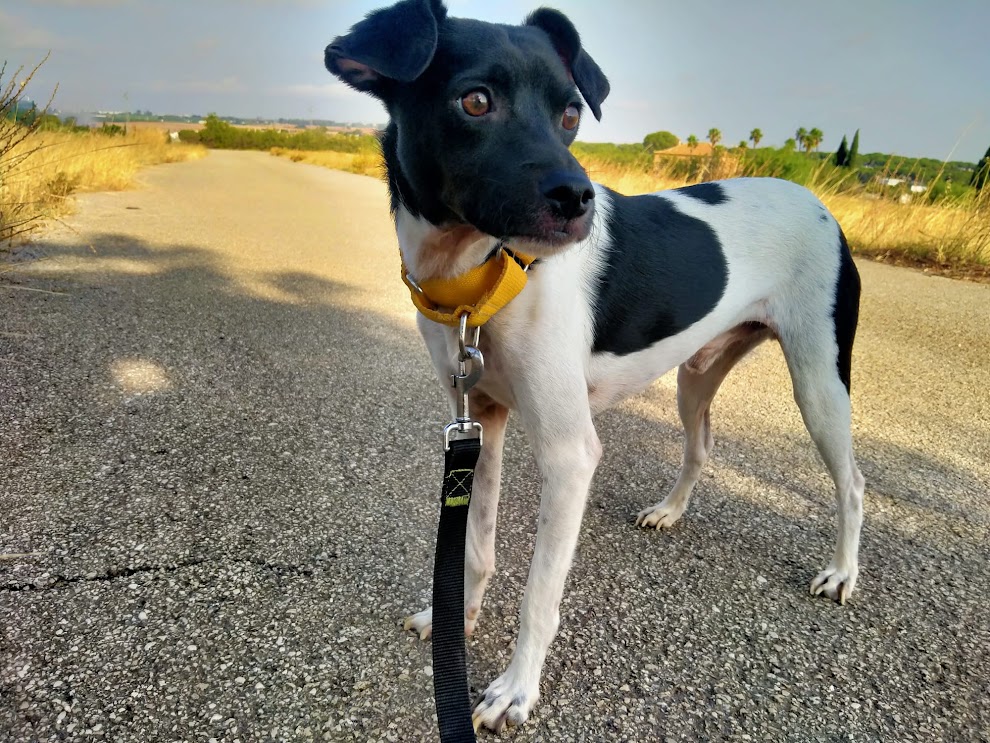 Apolo, macho adulto, pequeño
