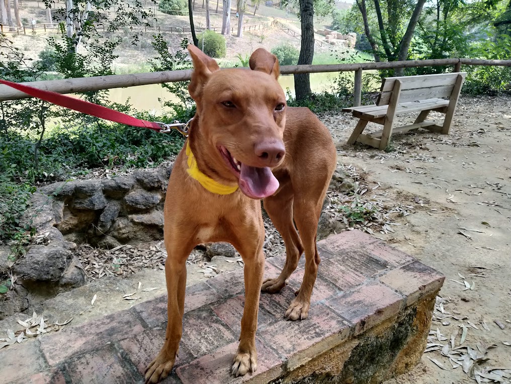 Foto 4 de Elliot