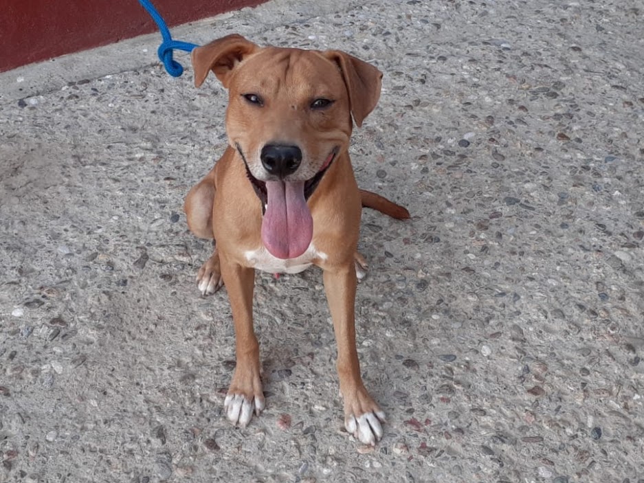 Toffe, macho senior, mediano