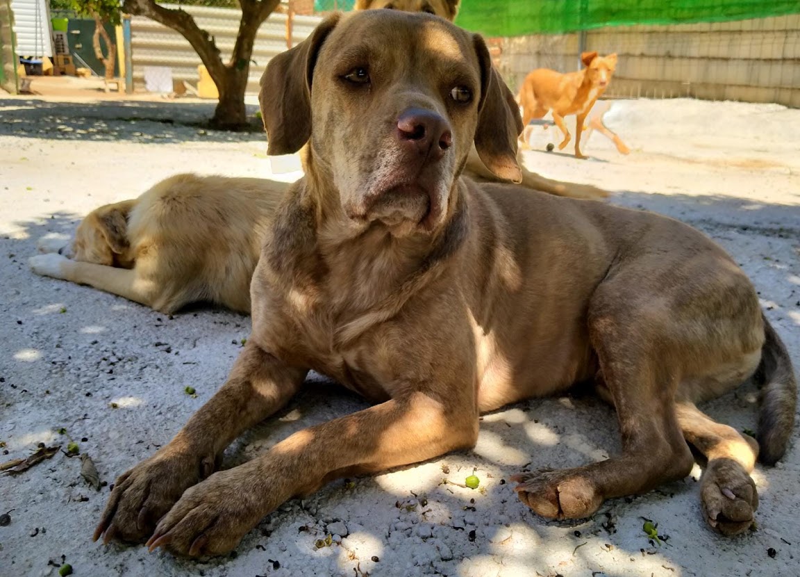 Randall, macho senior, mediano