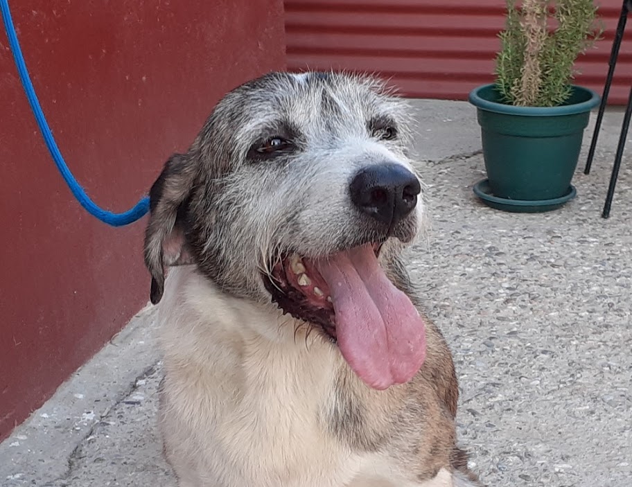 Tacker, macho senior, grande