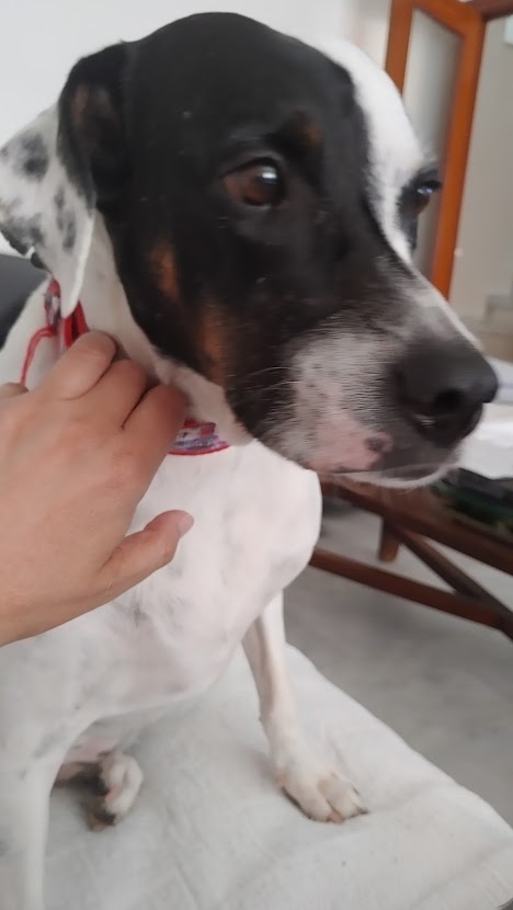 Foto 6 de Rosie