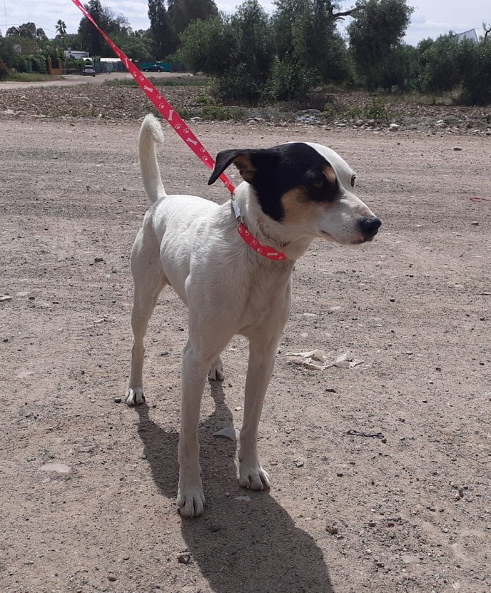 Foto 4 de Yako