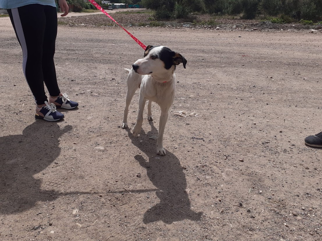 Foto 5 de Yako