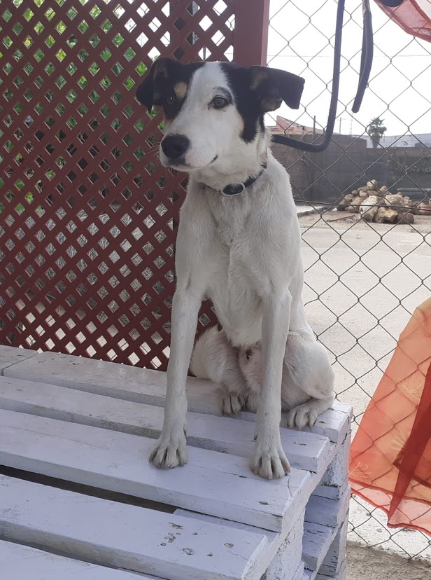 Yako, macho adulto, pequeño