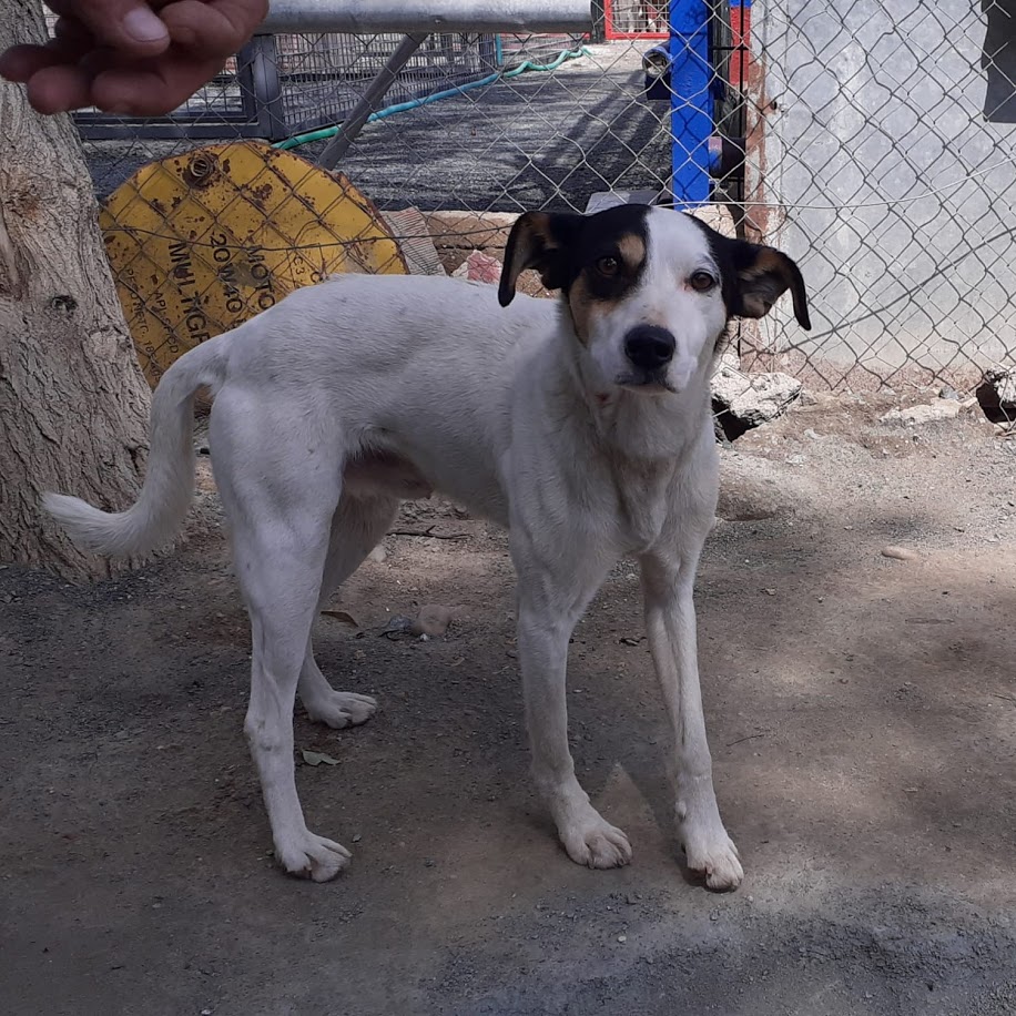 Foto 2 de Yako