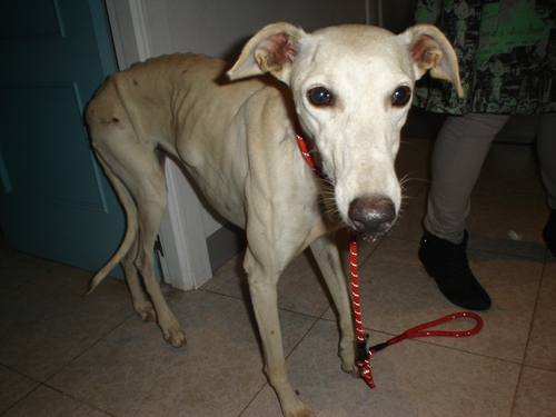 A tiros, ¿así es como tratamos a los galgos aquí?