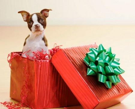 ¿El mejor regalo de Navidad?