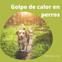 Golpes de calor en nuestros perros