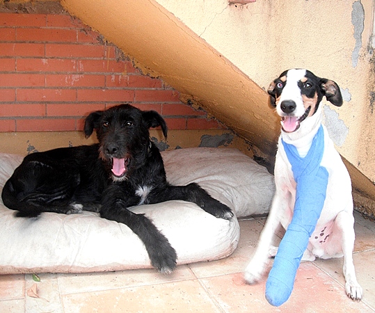 Un cachorro moribundo más…