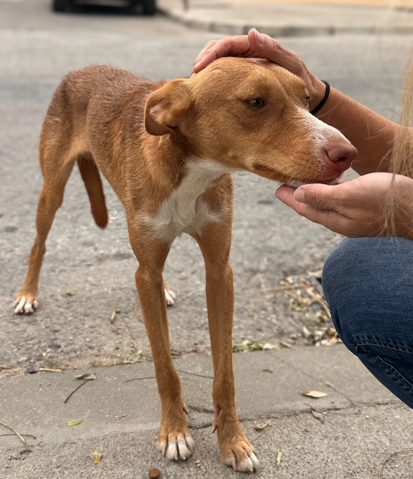 Bienvenido Coco